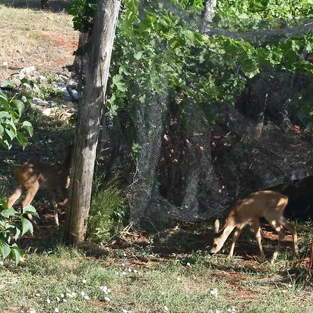 Persic Apartament Mošćenička Draga