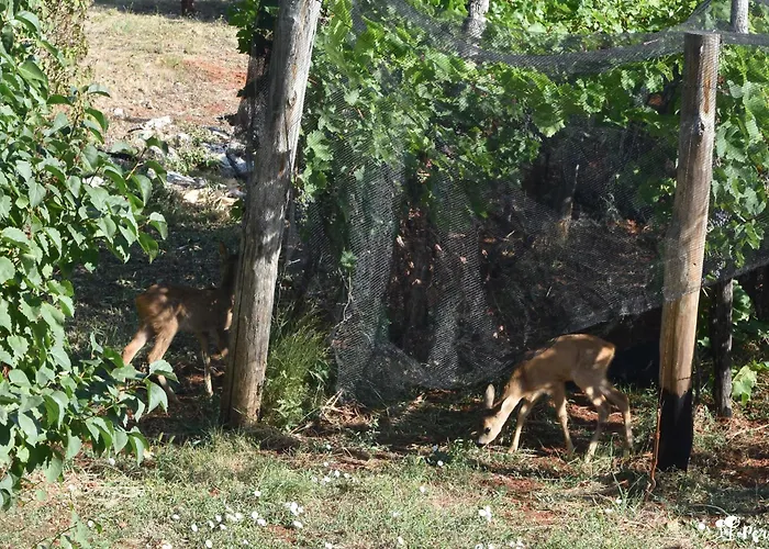 Persic Apartment Moscenicka Draga